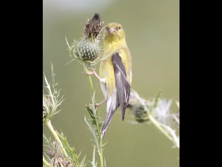 An American goldfinch at Breakneck Hill Conservation Land in Southborough, photographed by Steve Forman.