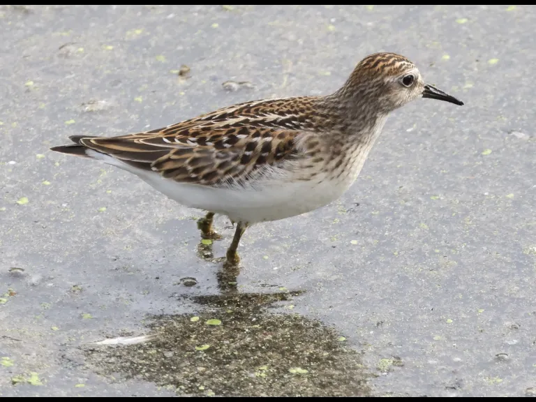 A least sandpiper at Hager Pond in Marlborough, photographed by Steve Forman. A least sandpiper at Hager Pond in Marlborough, photographed by Steve Forman.