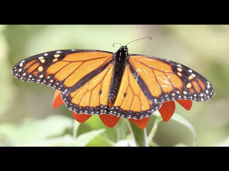 A monarch butterfly at Breakneck Hill Conservation Land in Southborough, photographed by Steve Forman.