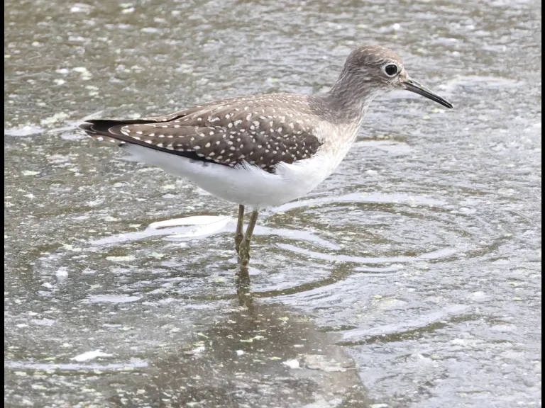 A solitary sandpiper at Hager Pond in Marlborough, photographed by Steve Forman. A solitary sandpiper at Hager Pond in Marlborough, photographed by Steve Forman.