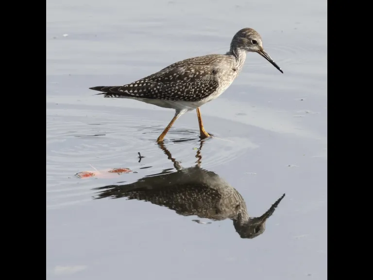 A lesser yellowlegs at Hager Pond in Marlborough, photographed by Steve Forman. A lesser yellowlegs at Hager Pond in Marlborough, photographed by Steve Forman.