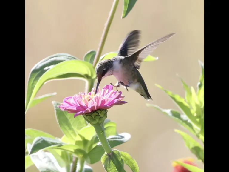 A ruby-throated hummingbird at Breakneck Hill Conservation Land in Southborough, photographed by Steve Forman.
