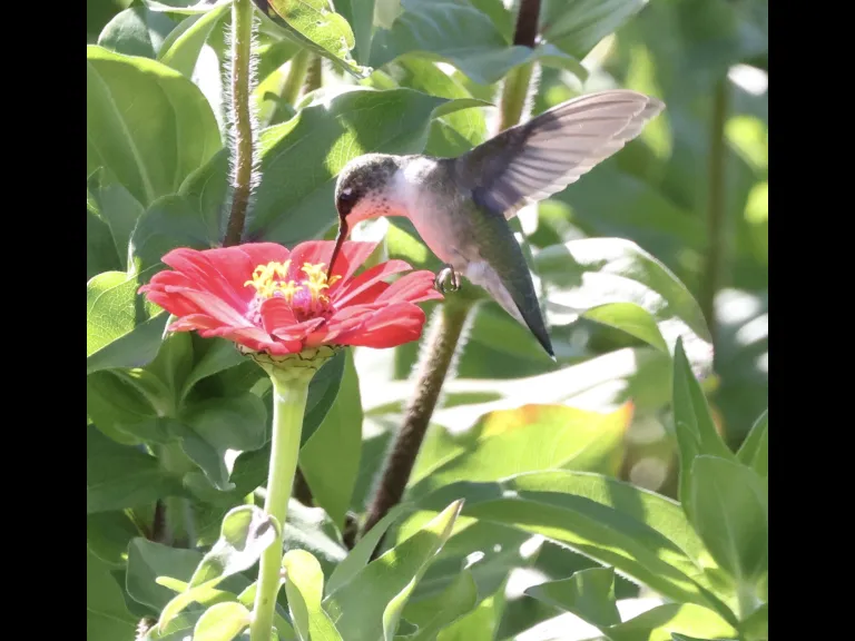 A ruby-throated hummingbird at Breakneck Hill Conservation Land in Southborough, photographed by Steve Forman.