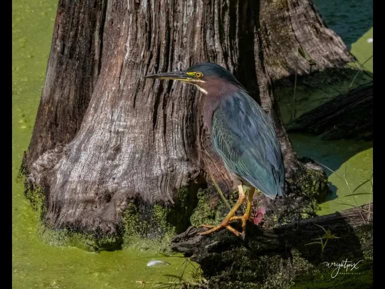A green heron in Grafton, photographed by Nancy Wright.
