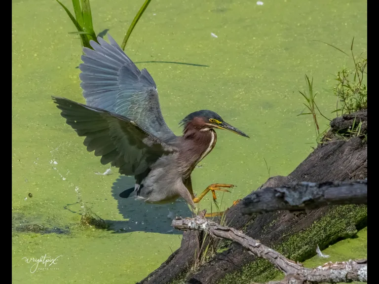 A green heron in Grafton, photographed by Nancy Wright.