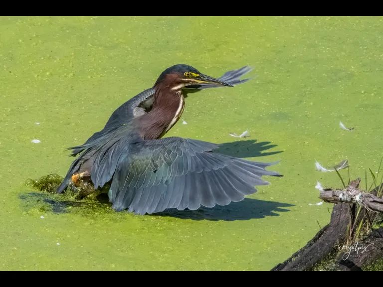 A green heron in Grafton, photographed by Nancy Wright.