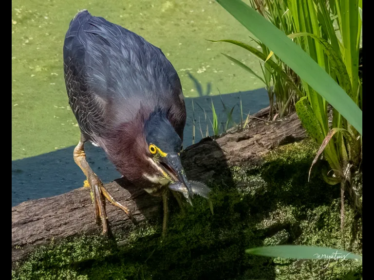 A green heron in Grafton, photographed by Nancy Wright.