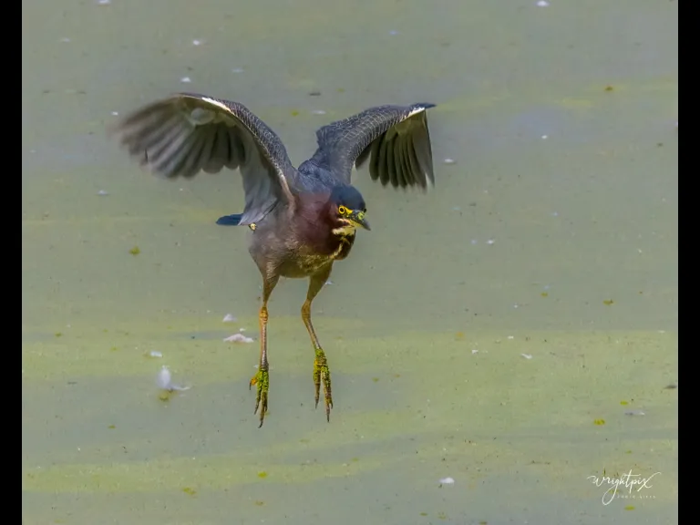 A green heron in Grafton, photographed by Nancy Wright.