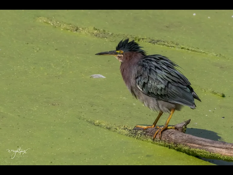 A green heron in Grafton, photographed by Nancy Wright.