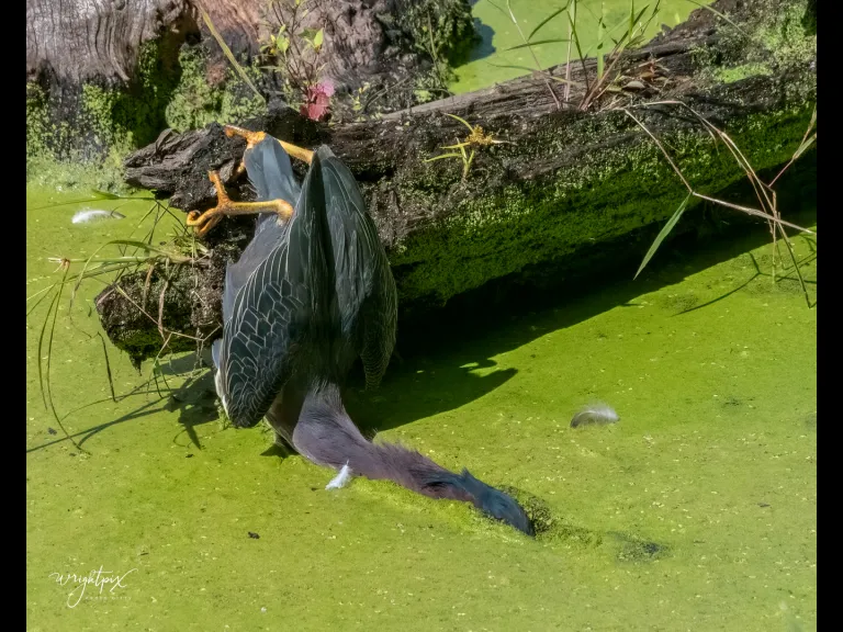A green heron in Grafton, photographed by Nancy Wright.