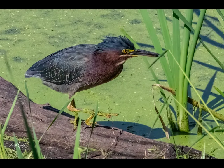 A green heron in Grafton, photographed by Nancy Wright.