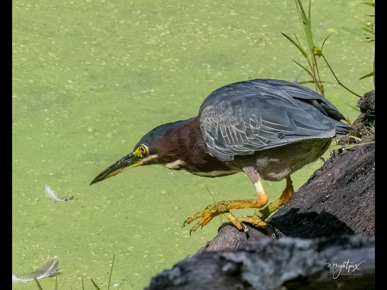 A green heron in Grafton, photographed by Nancy Wright.