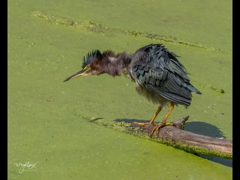 A green heron in Grafton, photographed by Nancy Wright.
