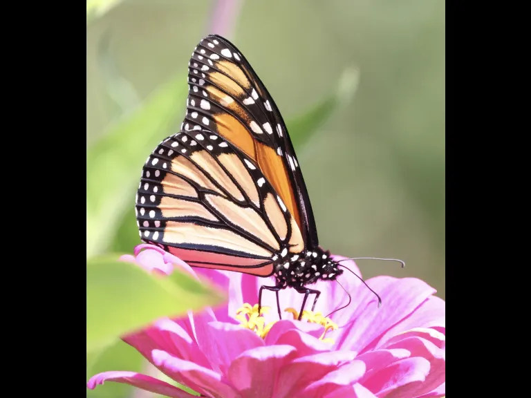 A monarch butterfly at Breakneck Hill Conservation Land in Southborough, photographed by Steve Forman.