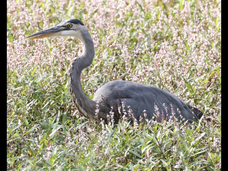 A great blue heron at Bruce's Pond in Hudson, photographed by Steve Forman.