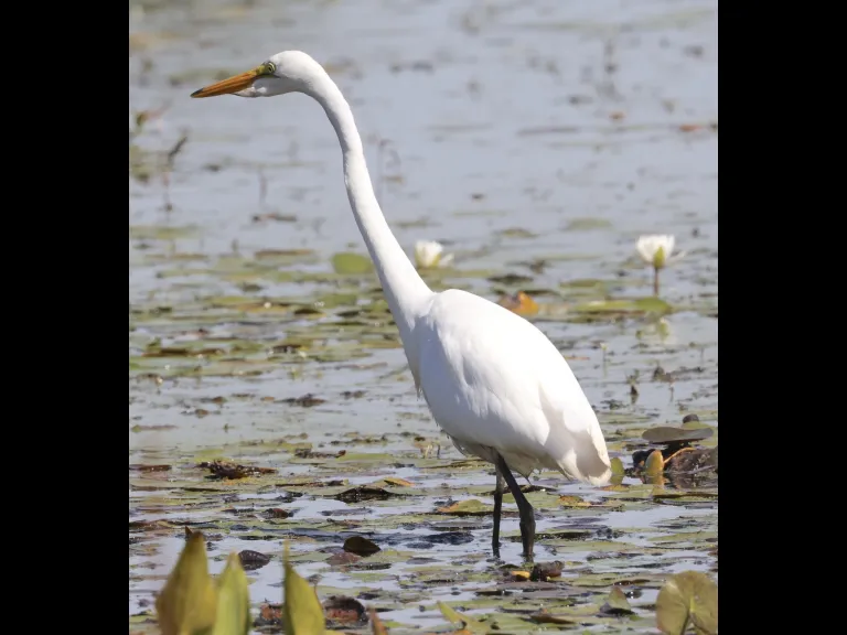 A great egret at Bartlett Pond in Northborough, photographed by Steve Forman.