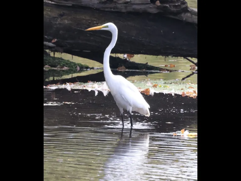 A great egret at Hager Pond in Marlborough, photographed by Steve Forman. A great egret at Hager Pond in Marlborough, photographed by Steve Forman.