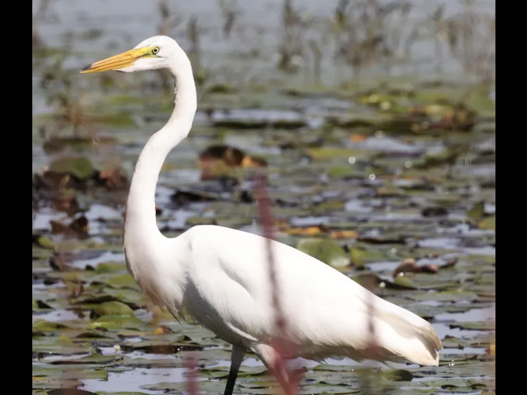 A great egret at Bartlett Pond in Northborough, photographed by Steve Forman.