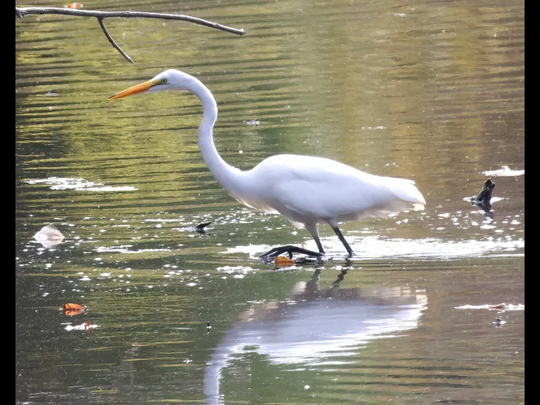 A great egret at Hager Pond in Marlborough, photographed by Steve Forman. A great egret at Hager Pond in Marlborough, photographed by Steve Forman.