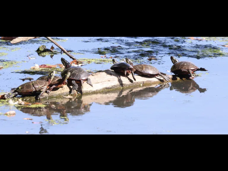 Painted turtles at Hager Pond in Marlborough, photographed by Steve Forman. Painted turtles at Hager Pond in Marlborough, photographed by Steve Forman.