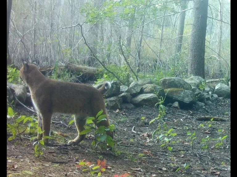 A bobcat in Framingham, photographed with an automatically triggered wildlife camera by Margaret McKane. A bobcat in Framingham, photographed with an automatically triggered wildlife camera by Margaret McKane.