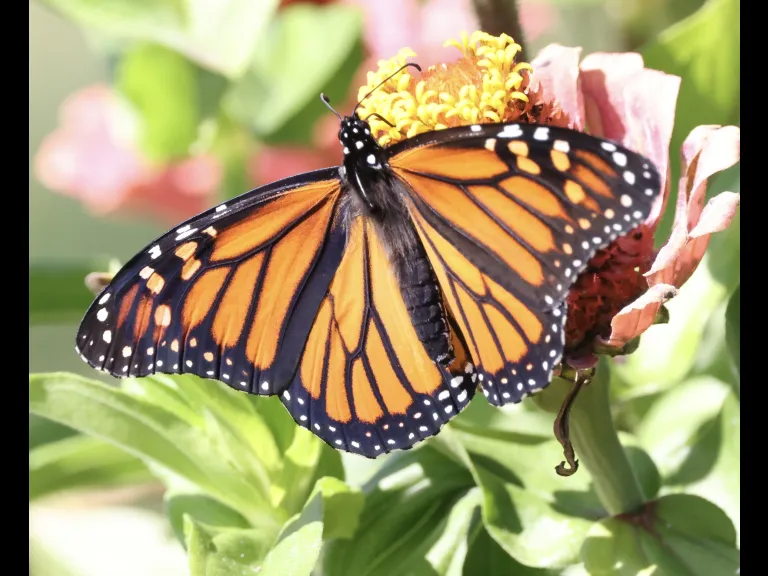 A monarch butterfly at Breakneck Hill Conservation Land in Southborough, photographed by Steve Forman.
