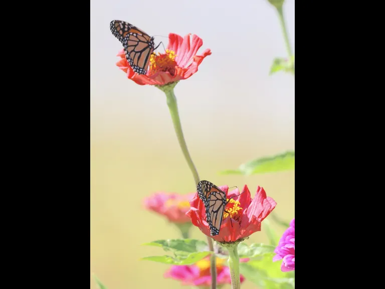 Monarch butterflies at Breakneck Hill Conservation Land in Southborough, photographed by Steve Forman.