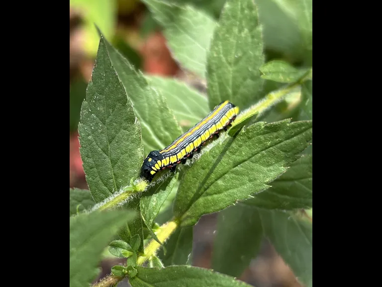 A brown-hooded owlet caterpillar on goldenrod in Southborough, photographed by Debbie Costine.