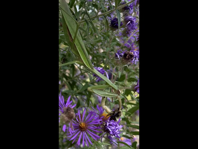 A praying mantis captures a bumble bee in Southborough, photographed by Debbie Costine.