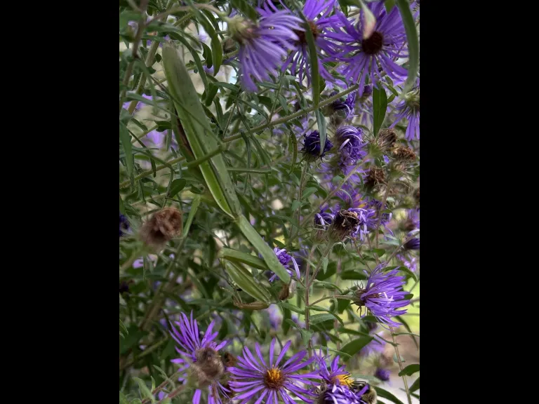 A praying mantis and a bumble bee in Southborough, photographed by Debbie Costine.