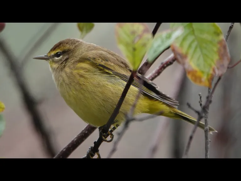 A palm warbler at Assabet River National Wildlife Refuge, photographed by Ron McAdow.