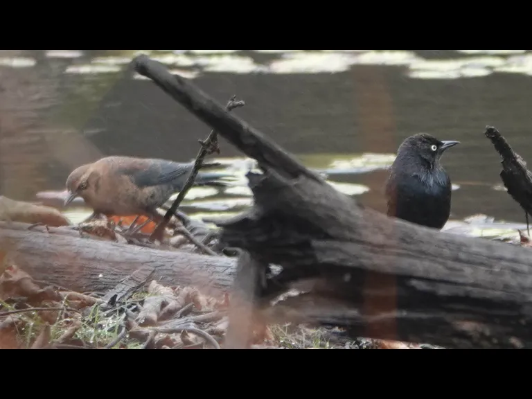 Rusty blackbirds at Assabet River National Wildlife Refuge, photographed by Ron McAdow.