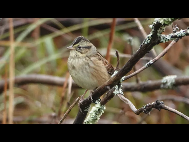 A swamp sparrow at Assabet River National Wildlife Refuge, photographed by Ron McAdow.