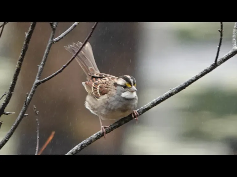 A white-throated sparrow at Assabet River National Wildlife Refuge, photographed by Ron McAdow.