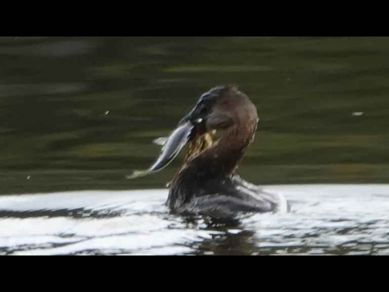 A pied-billed grebe with a fish on Farrar Pond in Lincoln, photographed by Ron McAdow.
