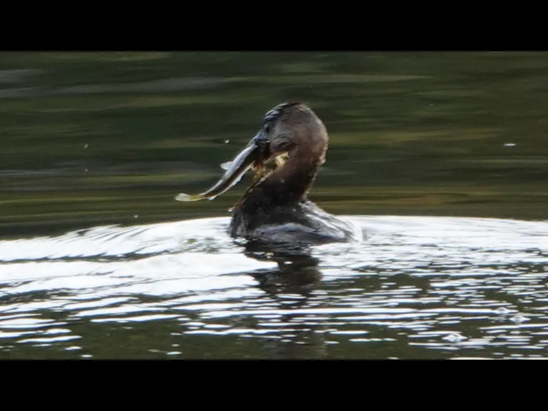 A pied-billed grebe with a fish on Farrar Pond in Lincoln, photographed by Ron McAdow.