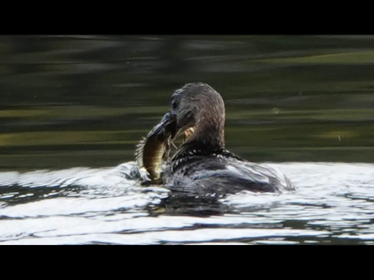 A pied-billed grebe with a fish on Farrar Pond in Lincoln, photographed by Ron McAdow.