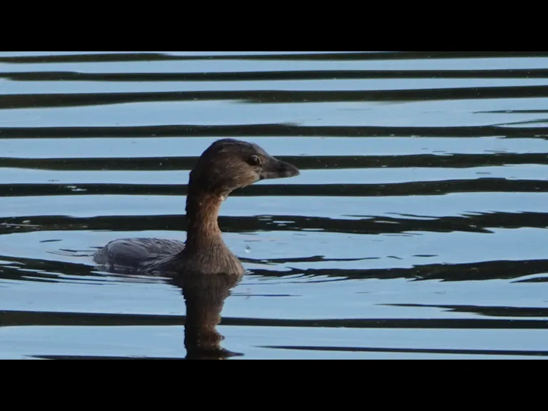 A pied-billed grebe on Farrar Pond in Lincoln, photographed by Ron McAdow.