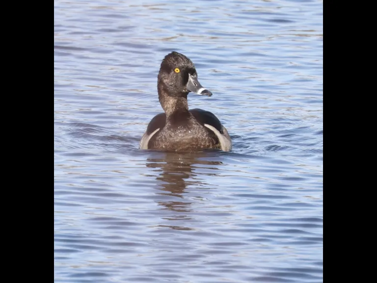A ring-necked duck on the Foss Reservoir in Framingham, photographed by Steve Forman.