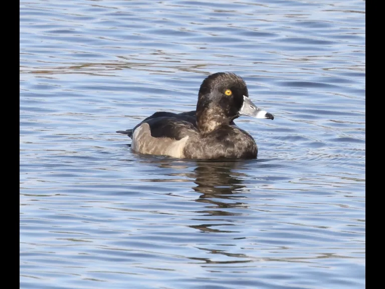 A ring-necked duck on the Foss Reservoir in Framingham, photographed by Steve Forman.