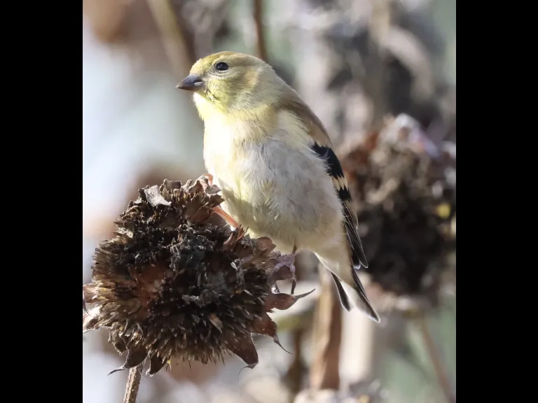 An American goldfinch at Breakneck Hill Conservation Land in Southborough, photographed by Steve Forman.