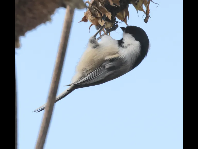 A black-capped chickadee at Breakneck Hill Conservation Land in Southborough, photographed by Steve Forman.