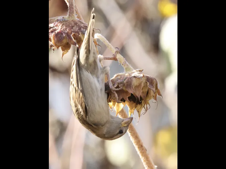 A house sparrow at Breakneck Hill Conservation Land in Southborough, photographed by Steve Forman.