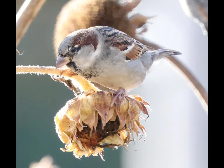 A house sparrow at Breakneck Hill Conservation Land in Southborough, photographed by Steve Forman.