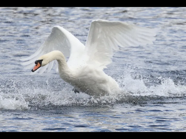 A mute swan at Hager Pond in Marlborough, photographed by Steve Forman.