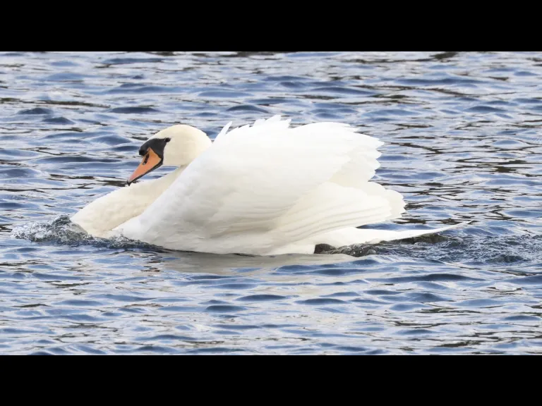 A mute swan at Hager Pond in Marlborough, photographed by Steve Forman.