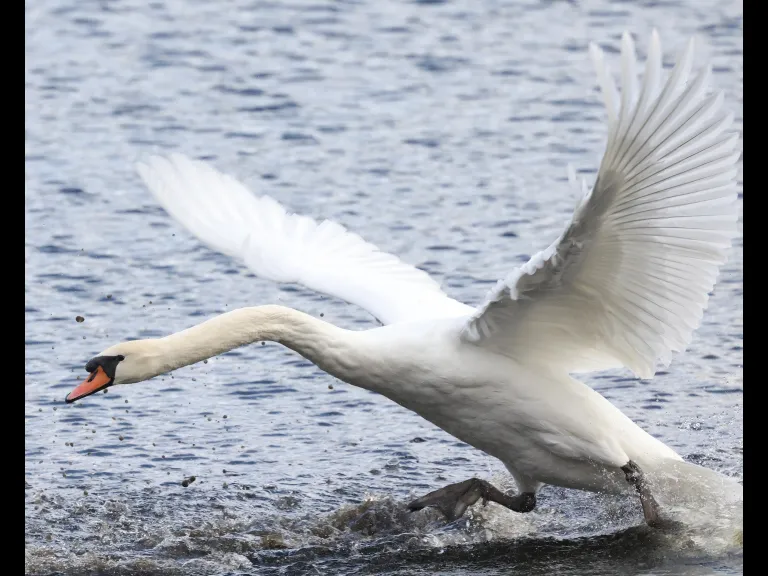 A mute swan at Hager Pond in Marlborough, photographed by Steve Forman.