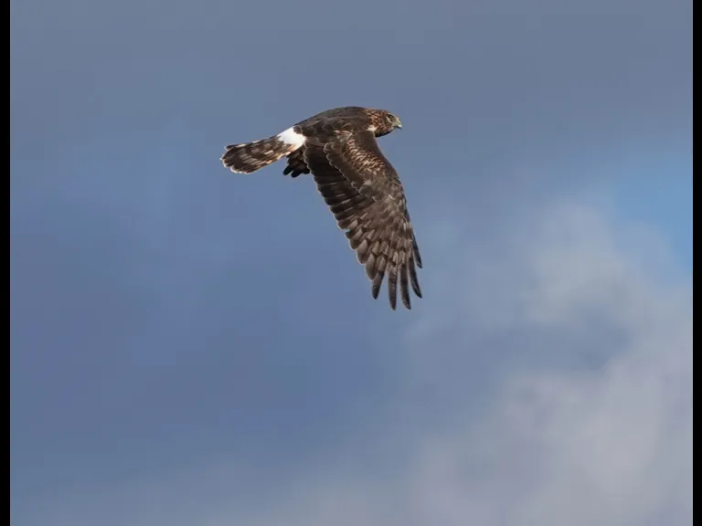 A northern harrier in Lincoln, photographed by Ron McAdow.