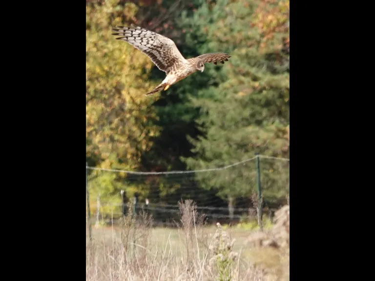 A northern harrier in Lincoln, photographed by Ron McAdow.
