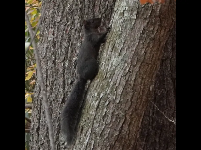 A melanistic gray squirrel in Lincoln, photographed by Ron McAdow.
